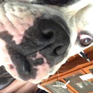 Meet your Posher, Dylan